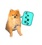ワンコ3S（個別スタンプ：11）