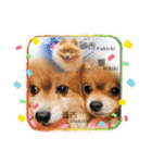 ワンコ3S（個別スタンプ：12）