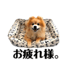 ワンコ3S（個別スタンプ：24）