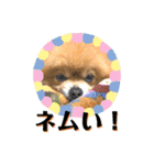 ワンコ3S（個別スタンプ：28）