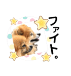 ワンコ3S（個別スタンプ：30）