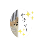 ニードルフェルト犬（個別スタンプ：2）