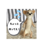 ニードルフェルト犬（個別スタンプ：4）