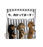 ニードルフェルト犬（個別スタンプ：5）