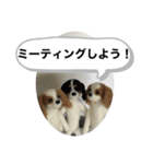 ニードルフェルト犬（個別スタンプ：9）