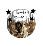 ニードルフェルト犬（個別スタンプ：10）