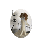 ニードルフェルト犬（個別スタンプ：12）