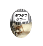 ニードルフェルト犬（個別スタンプ：13）