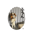 ニードルフェルト犬（個別スタンプ：15）