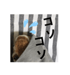 ニードルフェルト犬（個別スタンプ：16）