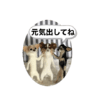 ニードルフェルト犬（個別スタンプ：17）