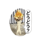 ニードルフェルト犬（個別スタンプ：21）