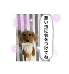 ニードルフェルト犬（個別スタンプ：22）