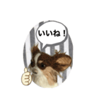 ニードルフェルト犬（個別スタンプ：23）