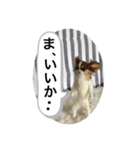 ニードルフェルト犬（個別スタンプ：25）