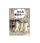 ニードルフェルト犬（個別スタンプ：26）