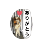 ニードルフェルト犬（個別スタンプ：27）