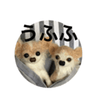 ニードルフェルト犬（個別スタンプ：30）