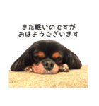 キャバリアのしずくとあずき2（個別スタンプ：1）