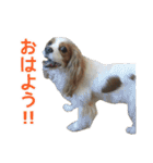 キャバリアのしずくとあずき2（個別スタンプ：2）