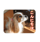 キャバリアのしずくとあずき2（個別スタンプ：3）
