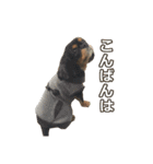 キャバリアのしずくとあずき2（個別スタンプ：4）