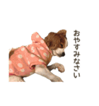キャバリアのしずくとあずき2（個別スタンプ：5）