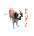 キャバリアのしずくとあずき2（個別スタンプ：8）