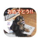 キャバリアのしずくとあずき2（個別スタンプ：12）