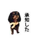 キャバリアのしずくとあずき2（個別スタンプ：13）