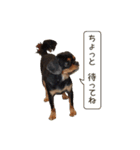 キャバリアのしずくとあずき2（個別スタンプ：15）