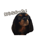 キャバリアのしずくとあずき2（個別スタンプ：16）
