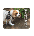 キャバリアのしずくとあずき2（個別スタンプ：17）