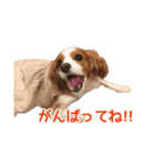 キャバリアのしずくとあずき2（個別スタンプ：18）