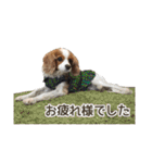 キャバリアのしずくとあずき2（個別スタンプ：19）