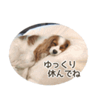 キャバリアのしずくとあずき2（個別スタンプ：20）