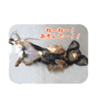 キャバリアのしずくとあずき2（個別スタンプ：22）