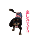 キャバリアのしずくとあずき2（個別スタンプ：23）