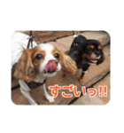キャバリアのしずくとあずき2（個別スタンプ：25）