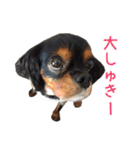 キャバリアのしずくとあずき2（個別スタンプ：28）