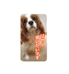 キャバリアのしずくとあずき2（個別スタンプ：29）
