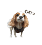 キャバリアのしずくとあずき2（個別スタンプ：30）