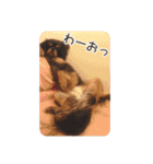 キャバリアのしずくとあずき2（個別スタンプ：32）