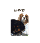 キャバリアのしずくとあずき2（個別スタンプ：34）