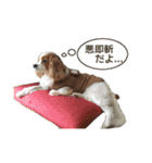 キャバリアのしずくとあずき2（個別スタンプ：35）