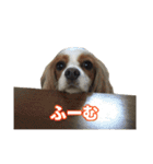 キャバリアのしずくとあずき2（個別スタンプ：36）
