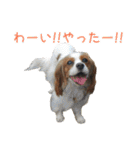 キャバリアのしずくとあずき2（個別スタンプ：37）