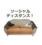キャバリアのしずくとあずき2（個別スタンプ：40）