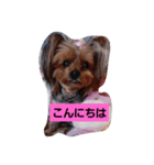 ゆうたん愛ちゃん（個別スタンプ：5）