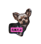 ゆうたん愛ちゃん（個別スタンプ：6）